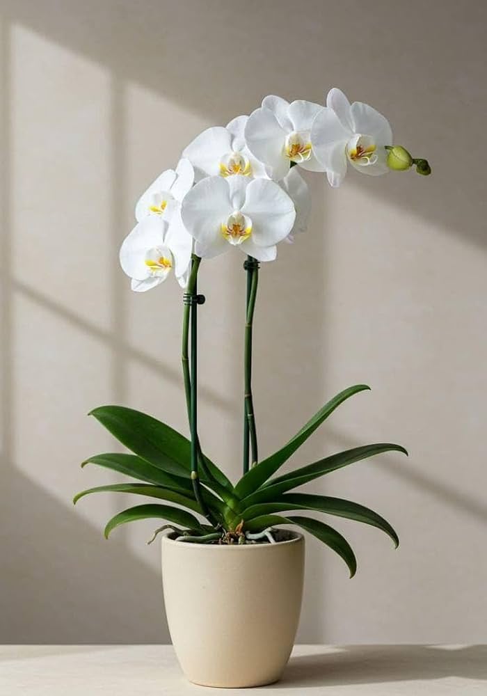 White Orchid