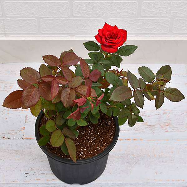 Red Rose Plant