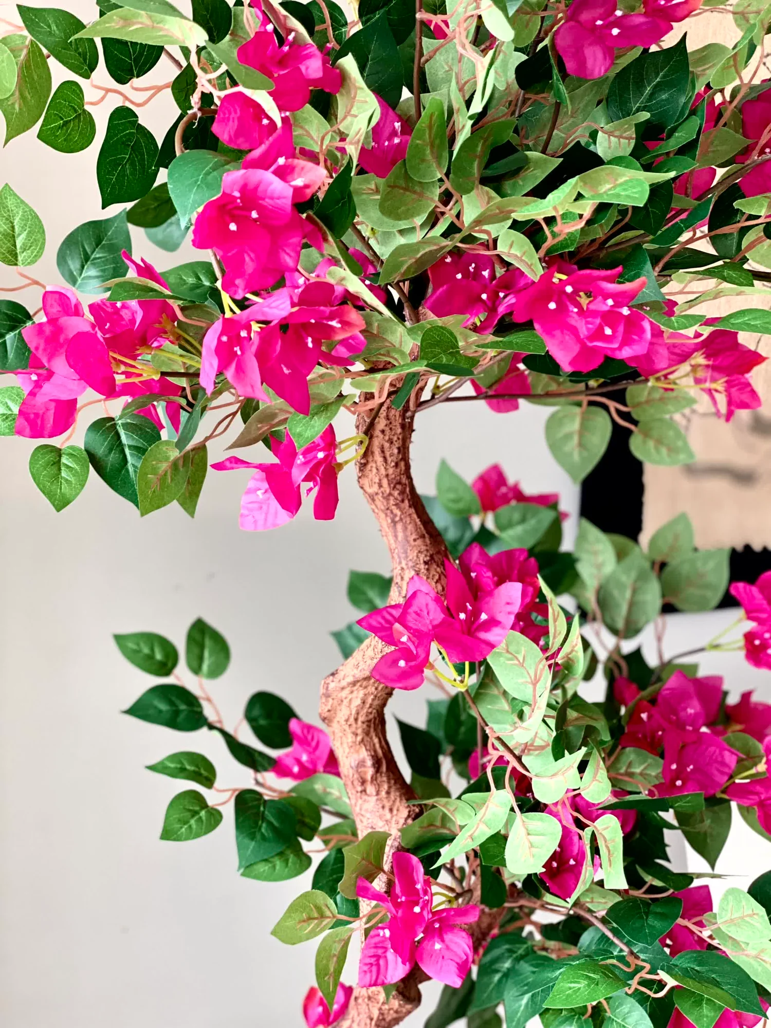 Bougainvillea