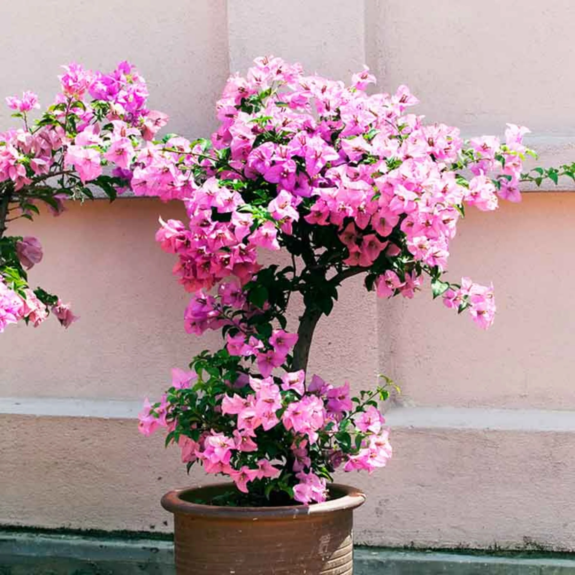 Pink Bougainvillea
