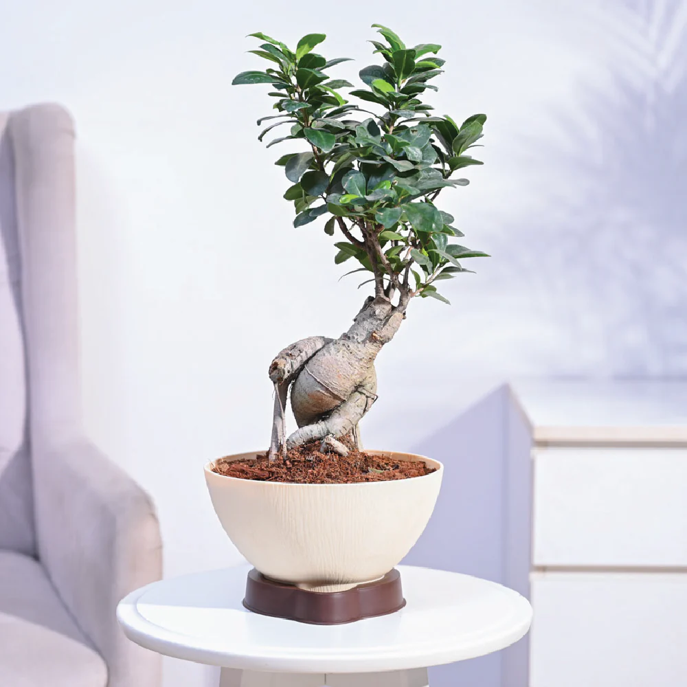 Ficus Bonsai